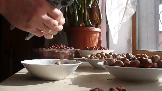 фундук ТРАПЕЗУНД и КАТАЛОНСКИЙ сравнение.!!!