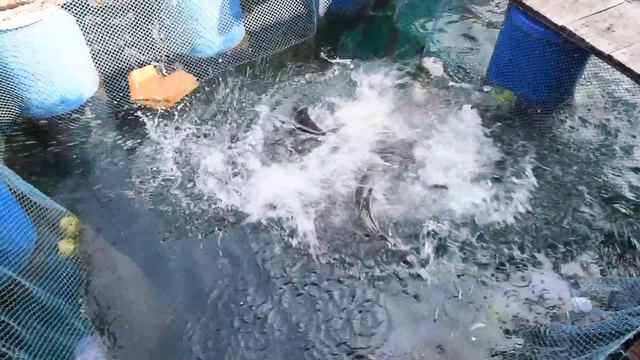Как правильно кормить рыбу во Вьетнаме. Часть 2 смотреть онлайн