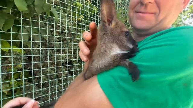 От Маленького кенгуренка до чудесных камори и малыша Гаврюши, ВСЕ, хотят обнимашек от папы Олега! смотреть онлайн