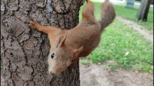 Забавные белки и черный кот
