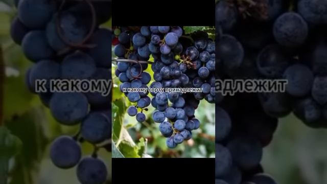 Лайфхаки Можно ли есть виноград с косточками смотреть онлайн