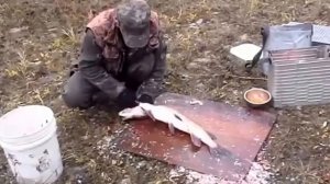 Tоп 5 что у щуки на обед