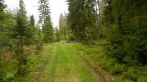 Встреча с медведем в лесу. Прогулки по тайге. Неожиданные встречи и находки.