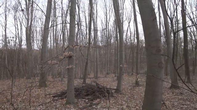 Прогулки по Киеву. Прогулка в Голосеево. В Ботаническом Саду. 23 марта