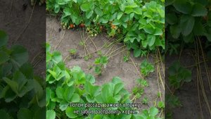 Клубника Хоней — описание сорта