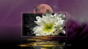 Хризантема Песня на стихи Иннокентия Анненского