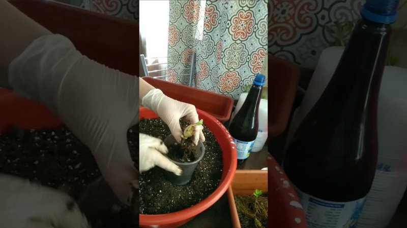 Урок 31. 3 этапа высадки рассады фриго по стаканчикам.