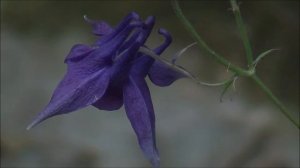 Navadna orlica (Aquilegia vulgaris)