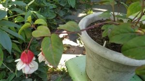 фуксия Colden Swingtime