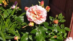 Роза Августа Луиза (Augusta Luise) часть 1.