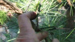 Как и чем я подвязываю хвойные -советы...