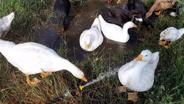 Самая выгодная Утка Мулард Наш первый опыт. смотреть онлайн
