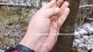 Растяжка в Ильинском лесу  #РАМЕНСКОЕ просто #УЖАС