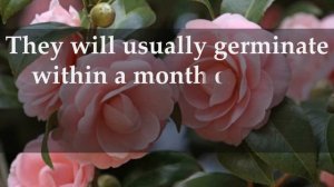 HOW TO GROW CAMELLIAS FROM SEED