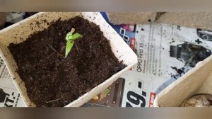 КОНТАКТ ГРИЛЬ /Электрогриль.??Любимые рецепты для  домашнего электрогриля (с формой для выпечки).?