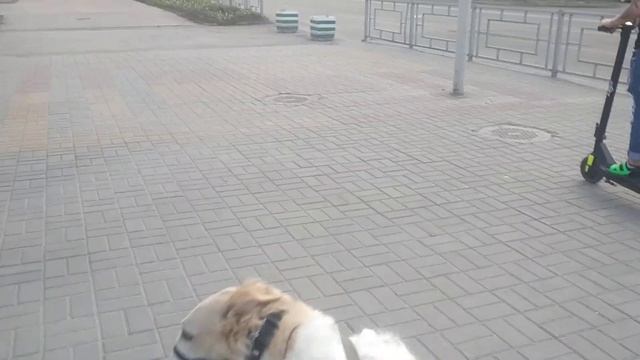 Развею миф о русских борзых самоубийцах. возможная причина травм русских  борзых