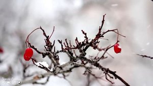 Спокойная Музыка Для Снятия Стресса! Волшебная музыка зимы! Это Безумно Красивая Мелодия