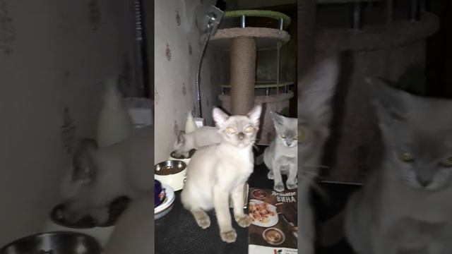 Котята европейской бурмы