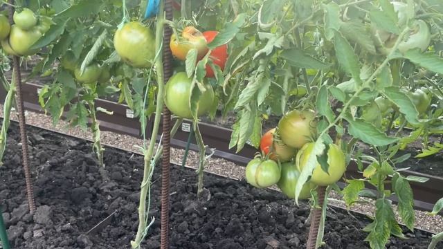 ФОРМИРОВАНИЕ И ПОДКОРМКИ ТОМАТОВ для наливая и СОЗРЕВАНИЯ! смотреть онлайн