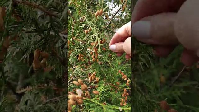 Семена туи смотреть онлайн