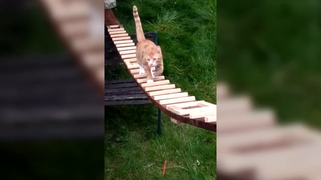 Лестница для кошки