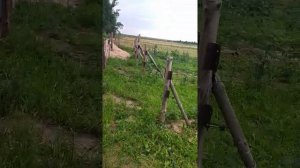 Ремонтантная малина сорта Джоан Джей, Зюгана и Химботоп.