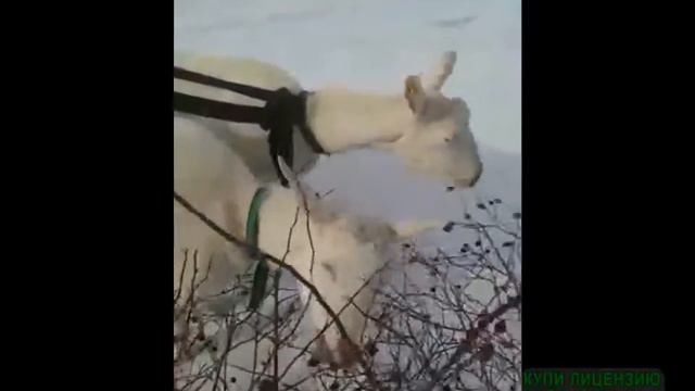 КОЗЫ И ШИПОВНИК смотреть онлайн