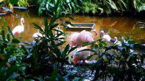 Фламинго. Видео с Фламинго. Птицы Фламинго. Розовые Фламинго. Футажи для видеомонтажа