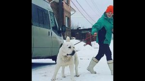 питомник Бишенели средне азиатской овчарки алабай и папийон.  Бишенели Тор