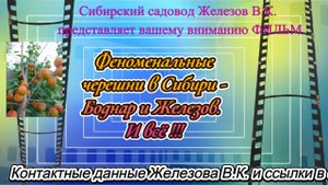 Феноменальные черешни в Сибири - Боднар и Железов. И всё !!!