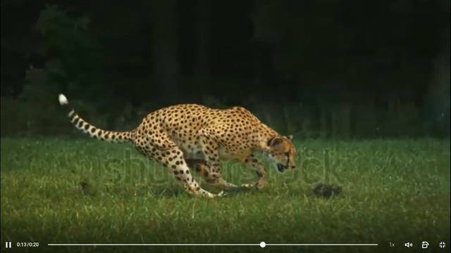 ЗА КЕМ ГОНИТСЯ ГЕПАРД _ ? смотреть онлайн