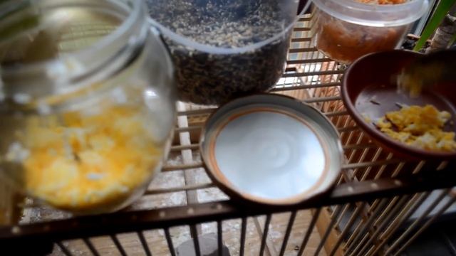 чиж и канарейка ,гибритизация и кормление смотреть онлайн