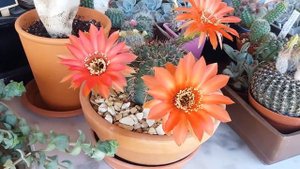 Я в шоке😍Цветет Лобивия!!!