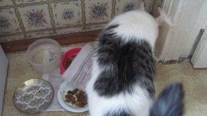 Кот Мурзик закапывает еду