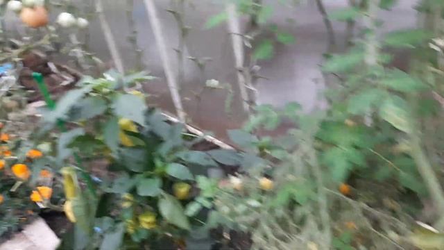 Обзор теплицы. 10.09.22. смотреть онлайн