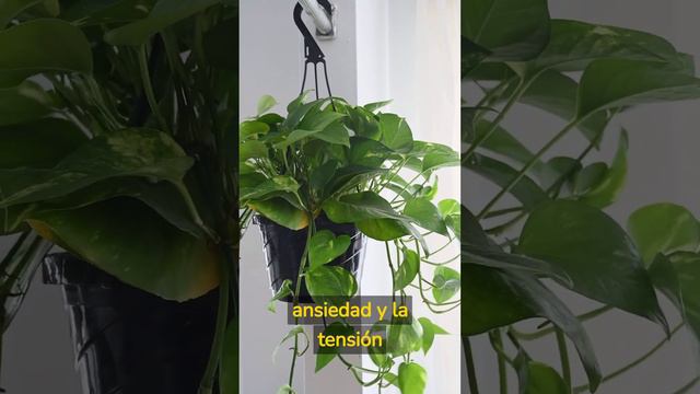Plantas Medicinales parte 20 смотреть онлайн