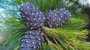 ВЛАДИМИР  МЕГРЕ   "АНАСТА"