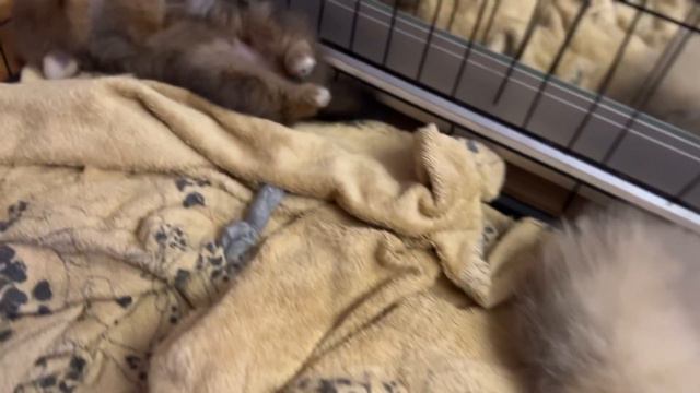 Милые щенки дремлют рано утром - ждут маму и папу смотреть онлайн