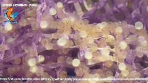 развитие икры карпа кои  эксперимент третий, Amazing idea