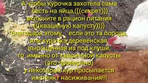Чем кормить кур,чтобы они сели на яйца!!????(полезный опыт)