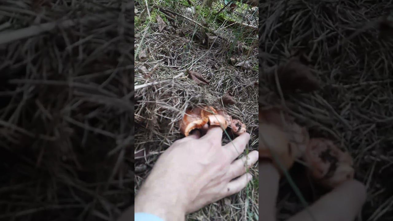 Семейство рыжиков  #тихаяохота #грибы #mushroom #pilze #funghi