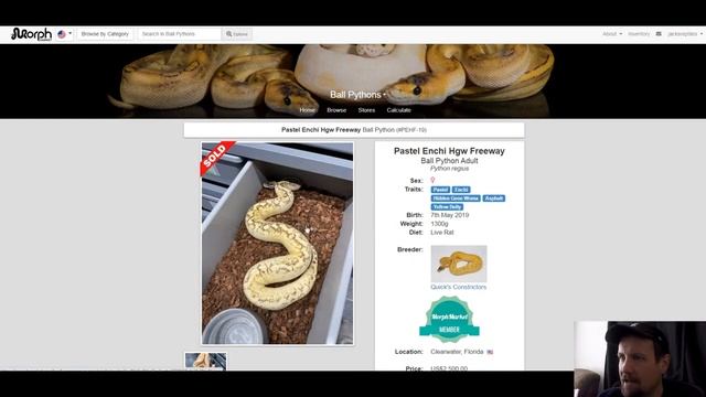 Asphalt Ball Python Morph Combos | Jack's Reptiles