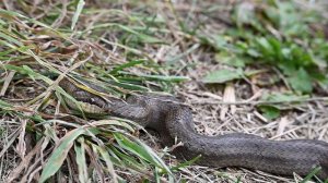 Smooth Snake (Coronella austriaca)/Медянка