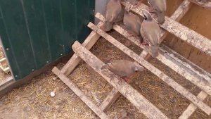 Первое яйцо кеклика.Каменная куропатка.(Alectoris graeca)