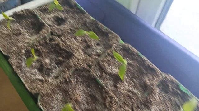 За 2 недели чубуки винограда укоренились - пора пересаживать в отдельные ёмкости. смотреть онлайн