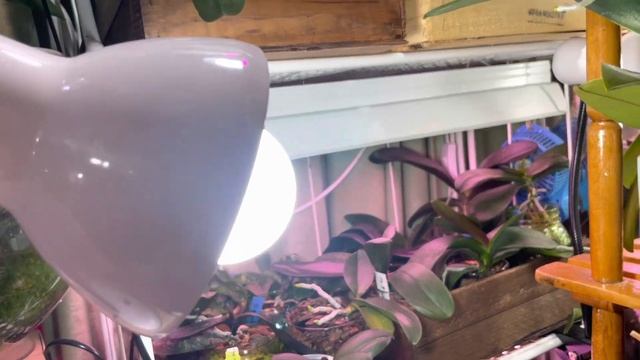 Дела орхидейные #2 Беда с Неоновым Биг Липом. Сажаю деток Чёрного Лебедя. смотреть онлайн