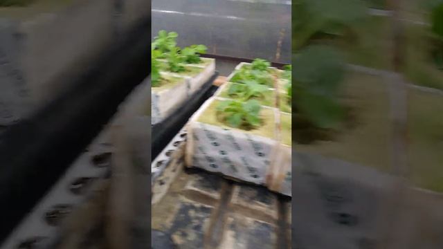 МЫ РАСТЁМ в агровате смотреть онлайн