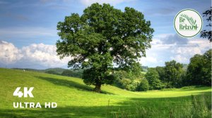 Живописные холмы | Прекрасный вид на цветочные поля | Be Relaxed