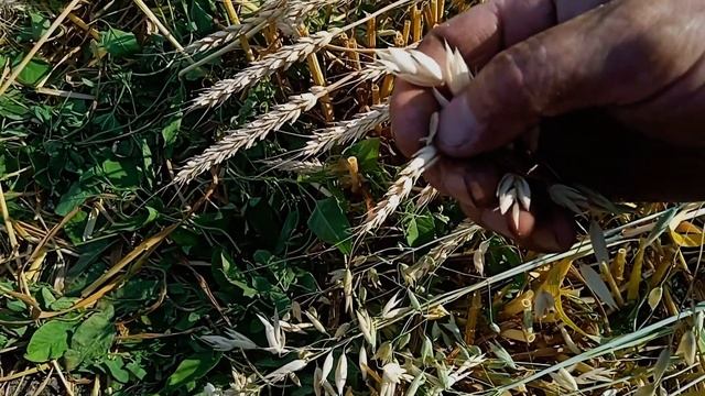 Сравнение злаков урожай 2021 (#полба, #рожьлесная, #первородныйсибирскийзлак, #овесголозерный) смотреть онлайн