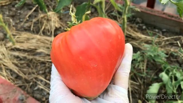 Томат Клубника миссис Шлаубах смотреть онлайн